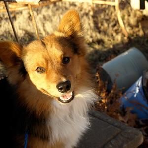 Meet your Posher, Susan